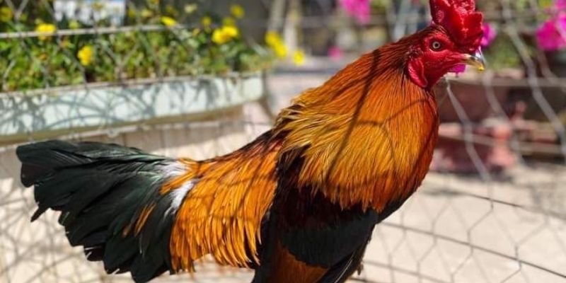 Lão Ngoan Đồng chân dung một sư kê huyền thoại